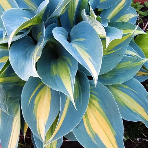 ������ ������ ����� ��������   ����