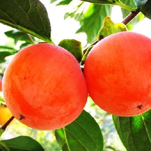 ������ ������ ����� ���������   ����