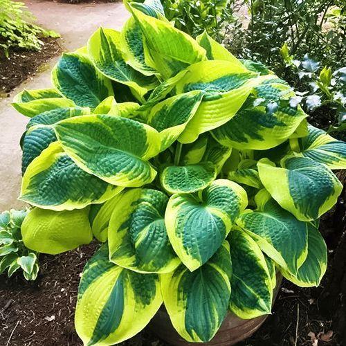 ������ ������ ����� ���� �� ����   ����