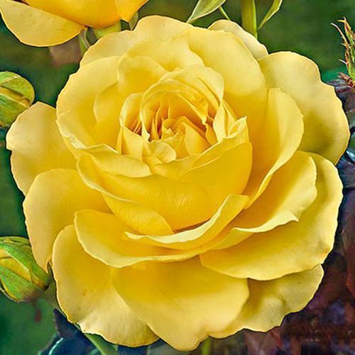 ������ ������ ���� �����-��������� ��������   ����