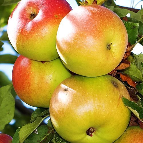 ������ ������ ������ ���������� �����������   ����