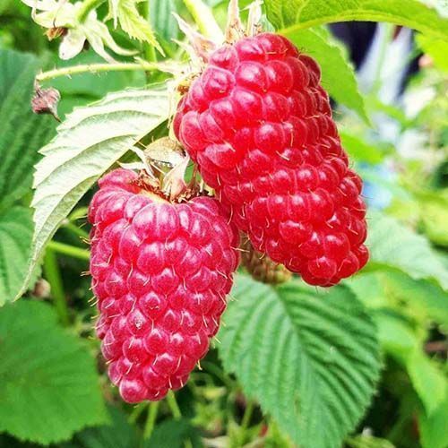 ������ ������ ������ ������������� �������   ����