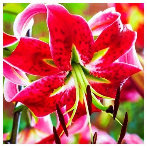 ������ ������ ����� ��-������ ���� ���   ����