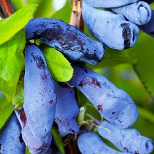 ������ ������ ��������� ���� ��������   ����