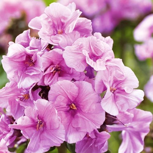 ������ ������ ����� ����������� �������   ����