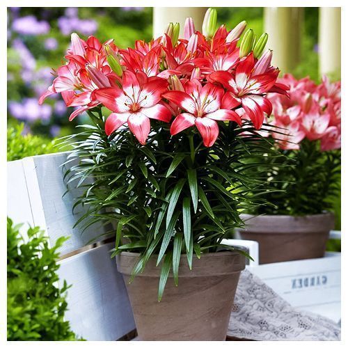 ������ ������ ����� ��������� ��������� ������� ����   ����