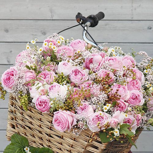 ������ ������ ���� ���� �����������   ����