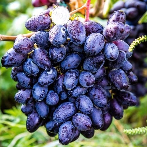 ������ ������ �������� �����   ����