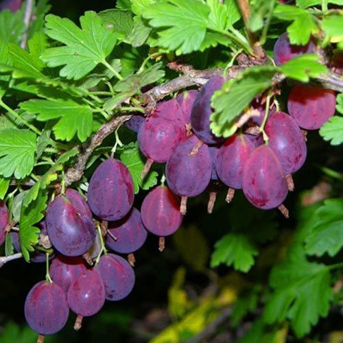 ������ ������ ��������� ���������   ����