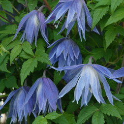 ������ ������ �������� ������������ (������) ������� ����   ����