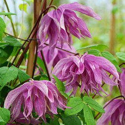 ������ ������ �������� ������������ (������) ϸ�� ����   ����