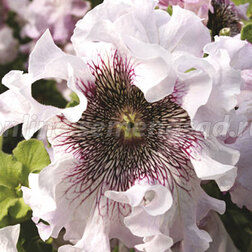 ������ ������ ������� ��������������� ����� (1��-1000�����) ���������������� ������   ����