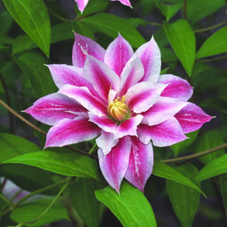 ������ ������ �������� ��������������� ���������   ����