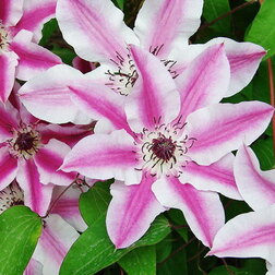 ������ ������ ������� ��������� ���������������� ��� �������   ����