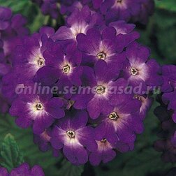 ������ ������ ������� ����� ��� (1��-100��) ���������������� ������   ����