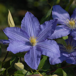 ������ ������ �������� ��������������� �������   ����