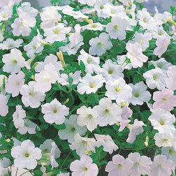 ������ ������ ������� ��������� ����� ���� (1��-100�����) ���������������� ������   ����