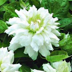 ������ ������ �������� ��������������� ����� �� ��������   ����