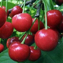 ������ ������ ����� ������� (���)   ����