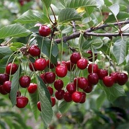 ������ ������ ����� ����������   ����