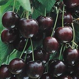 ������ ������ ����� �����������   ����