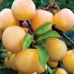 ������ ������ ����� ���������   ����