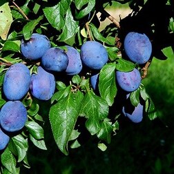 ������ ������ ����� ������ �����   ����