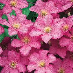 ������ ������ �������� ��������������� ������ �� ����   ����