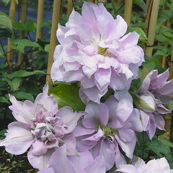 ������ ������ �������� ��������������� ���� ���   ����