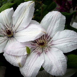 ������ ������ �������� ��������������� ���� ������ ����������   ����