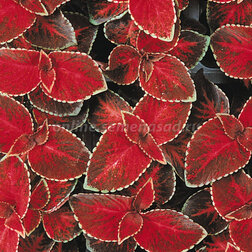 ������ ������ ������ ������ ������� ��� (1��-1000��) ���������������� ������   ����