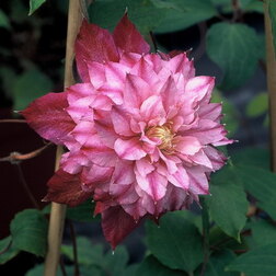 ������ ������ �������� ��������������� �������� �� ��������   ����