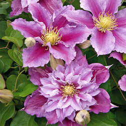 ������ ������ �������� ��������������� �����   ����