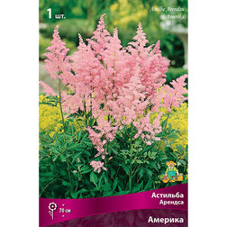 ������ ������ �������� ������� (�������)   ����