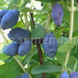 ������ ������ ������� ��������� ��������� ��������   ����