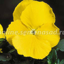 ������ ������ ����� ��������������� ����� ���� ����� (1��-100��) ���������������� ������   ����