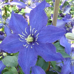 ������ ������ �������� ��������������� �������   ����