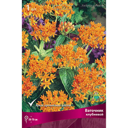 ������ ������ �������� ���������   ����