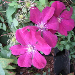 ������ ������ �������� ��������������� ��� ��������   ����