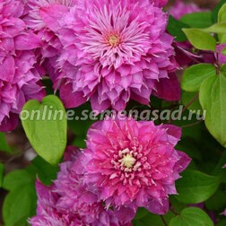 ������ ������ �������� ��������������� ������   ����