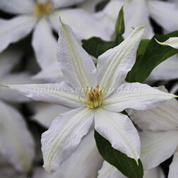 ������ ������ �������� ��������������� ����-�����   ����