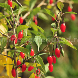 ������ ������ ����� (������) ����� ���   ����