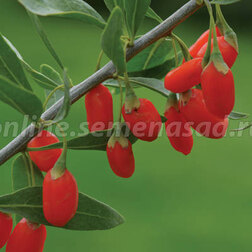 ������ ������ ����� (������) ��� ���   ����