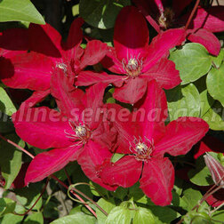 ������ ������ �������� ��������������� ������������   ����