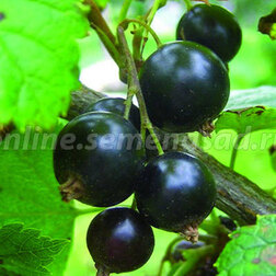 ������ ������ ������� ��������� ������ ������ (������)   ����