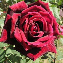 ������ ������ ���� ����� �����-��������� ���� �����   ����