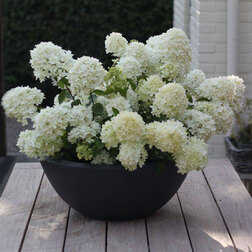 ������ ������ ��������� ����������� ���� (����� �����)   ����