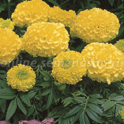 ������ ������ �������� ������������ ������� �������� (1��-1000��)   ����