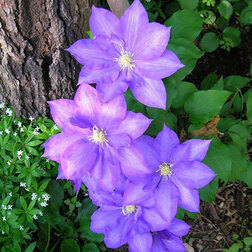 ������ ������ �������� ��������������� �.�.���   ����