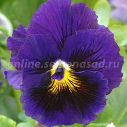 ������ ������ ����� ����� ���� ��� (1��-100��) ���������������� ������   ����